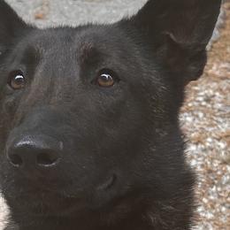 American Pit Bull Terriers and Dutch Shepherds from Van Freiheight K9s