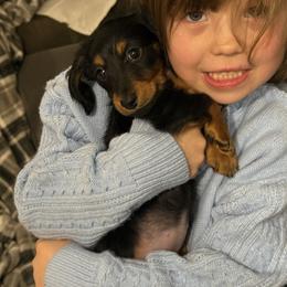 Dachshund Puppies from Birkin’ Paws