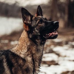 German Shepherds from von der Höllen Feüer