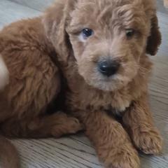 Brandy - Brown female Double Doodle puppy in Norfolk, Massachusetts from Cat's Golden Labradoodles