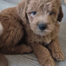 Brandy - Brown female Double Doodle puppy in Norfolk, Massachusetts from Cat's Golden Labradoodles