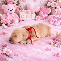 You are my sunshine - Cream female Goldendoodle puppy in Houston, Texas from Were The Mack'Doodles