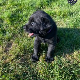 Labrador Retriever Puppies from Our Little Farm