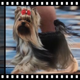 Yorkshire Terrier Puppies from AnnStef's Yorkshire Terriers