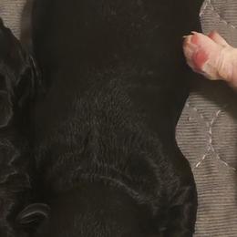 Blaze - Black male Cavapoo puppy in Perham, Minnesota from Steel Horse Kennels Inc