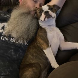 Brin - Boston Terrier