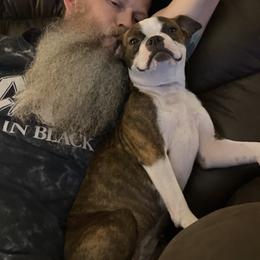 Brin - Boston Terrier