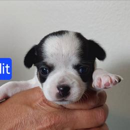 Bandit - Black and white male Chihuahua puppy in Brook Park, Minnesota from Northstar Chihuahuas