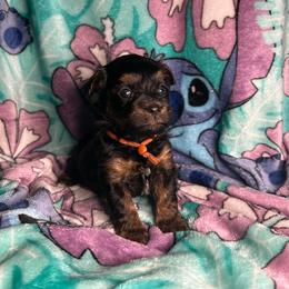 Tyler - Tri-color male Yorkipoo puppy in Clover, South Carolina from Cudi’s Buddies