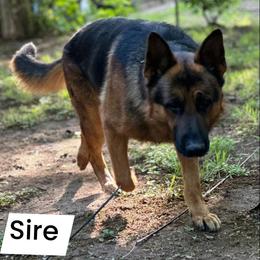Luke - German Shepherd