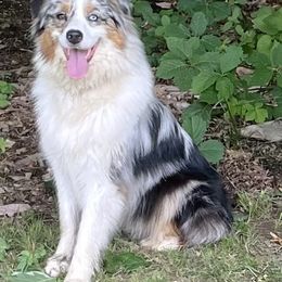 Winnie - Australian Shepherd