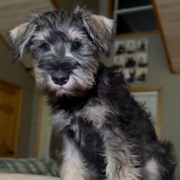 Chase - Black and silver male Miniature Schnauzer puppy in Akeley, Minnesota from Great Northern Schnauzers