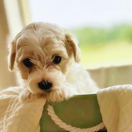 Pip - White male Maltipoo puppy in Ashville, Alabama from LMC Pups