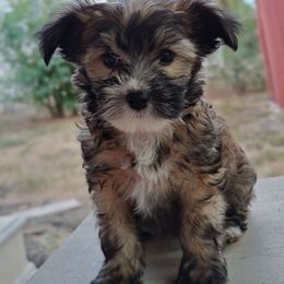 Momo - Sable female Chinese Crested puppy in San Antonio, Texas from Charming Cresteds Kennel