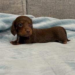 Hershey - Piebald male Dachshund puppy in Gainesville, Texas from Diamond B Doxies