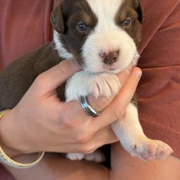 Australian Shepherd Puppies from Batt Ranch Australian Shepherds