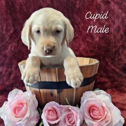 Cupid - Yellow male Labrador Retriever puppy in Bemidji, Minnesota from Northern Star Elite Quality Labrador Retrievers