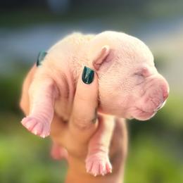 Wesley - Cream male Chinese Shar-Pei puppy in Lehigh Acres, Florida from Florida Wrinkles