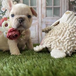 Bulldog and French Bulldog Puppies from Southern Standard Bulldogs