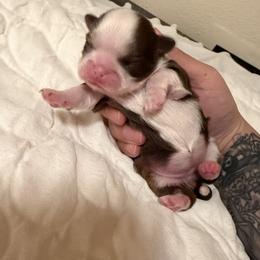 Star - Chocolate female Shih Tzu puppy in Live Oak, California from Irma's Shih Tzus