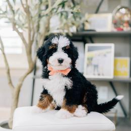 Feta - Tri-color male Bernedoodle puppy in Murray, Utah from Sun Valley Doodles