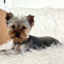 Lucy - Yorkshire Terrier