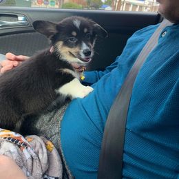 American Corgi and Pembroke Welsh Corgi Puppies from Koko's Kennels