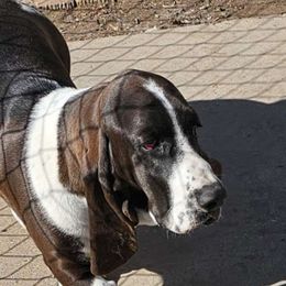 Koa - Basset Hound