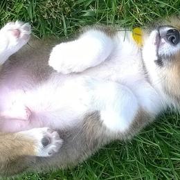 Pembroke Welsh Corgis from Wendy Munro