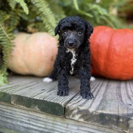 Dawn - Blue female Poodle puppy in Monetta, South Carolina from Moonrise Poodles