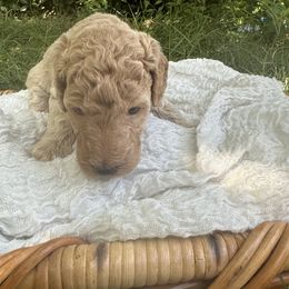 Goldendoodle Puppies from David's Doodles