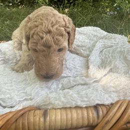 Goldendoodle Puppies from David's Doodles