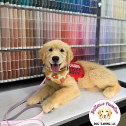 Golden Retriever Puppies from Glimmer Goldens