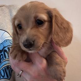 Honey for Heather B. - Cream female Dachshund puppy in Grand Junction, Colorado from Agape Dachshunds