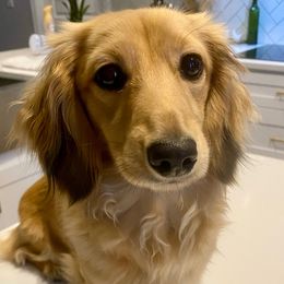 Holly - Dachshund