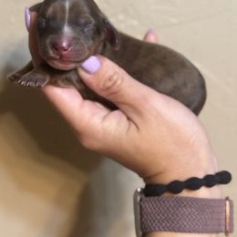 Bagel - Dapple male Dachshund puppy in Oklahoma City, Oklahoma from Barrett’s Doxie Farm