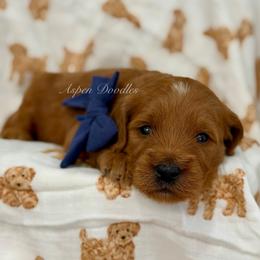 Blue collar SLINKY - Apricot male Goldendoodle puppy in Salem, Utah from Aspen Doodles