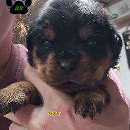 Yellow - Black and mahogany female Rottweiler puppy in Tangent, Oregon from Raya's Royals
