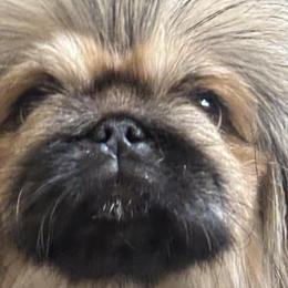 Pekingese from Ven-Mar Pekingese