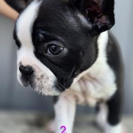 Boston Terrier Puppies from BellaBlu's Babes