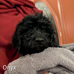 Onyx - Black male Cockapoo puppy in Sunset, Louisiana from Cano Cockapoos