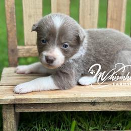Lilac- rough- 1850 - Lilac female Border Collie puppy in Nashville, Arkansas from Whisenhunt Farms