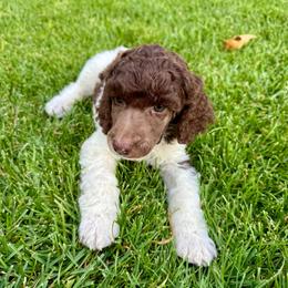 Orange - Parti male Poodle puppy in Camdenton, Missouri from Silver Lining Poodles