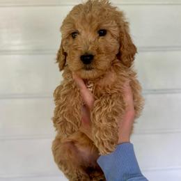Pearl - Apricot female Goldendoodle puppy in Kenansville, North Carolina from J+A Family Doodles