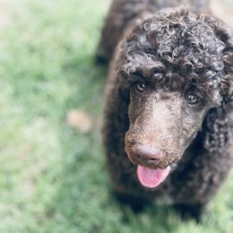 Aussiedoodles from Steen Ranch Doodles