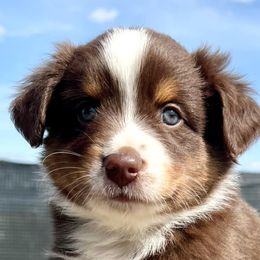 Miniature American Shepherds, Miniature Australian Shepherds, and Toy Australian Shepherds from MAS Gone Rogue