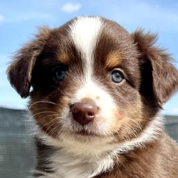 Miniature American Shepherds, Miniature Australian Shepherds, and Toy Australian Shepherds from MAS Gone Rogue