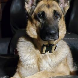 Vacarri - German Shepherd