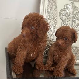 Red Nose - Red  male Poodle puppy in Mint Hill, North Carolina from DoodleForever