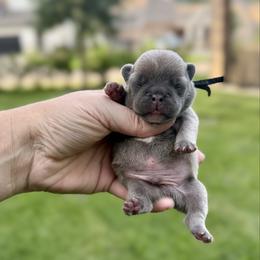 Henry - Blue fawn male French Bulldog puppy in Willis, Texas from Grandiose Frenchies